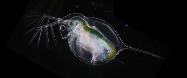 An invasive species is most successful with high resources and infectious disease